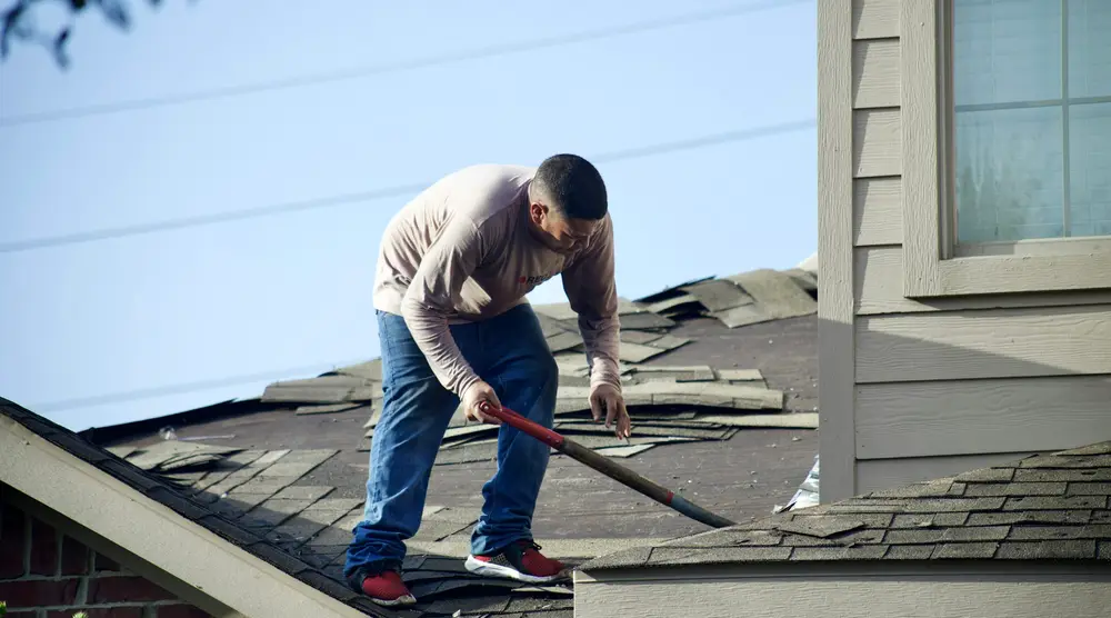 A roofer lifting old shingles beside the siding of a house.